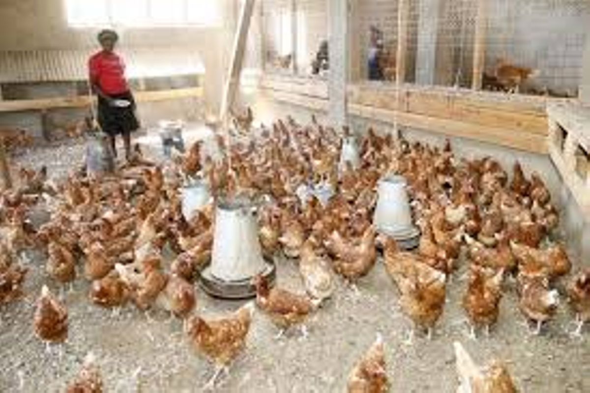 why-poultry-farming-is-a-fortune-in-kenya